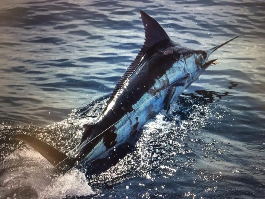 Bluefin Tuna Fishing Tackle, Ballyhood Wahoo Wacko