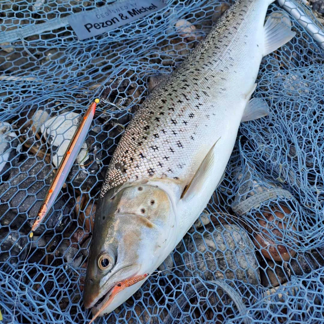 Know your catch: The differences between Atlantic salmon and brown trout