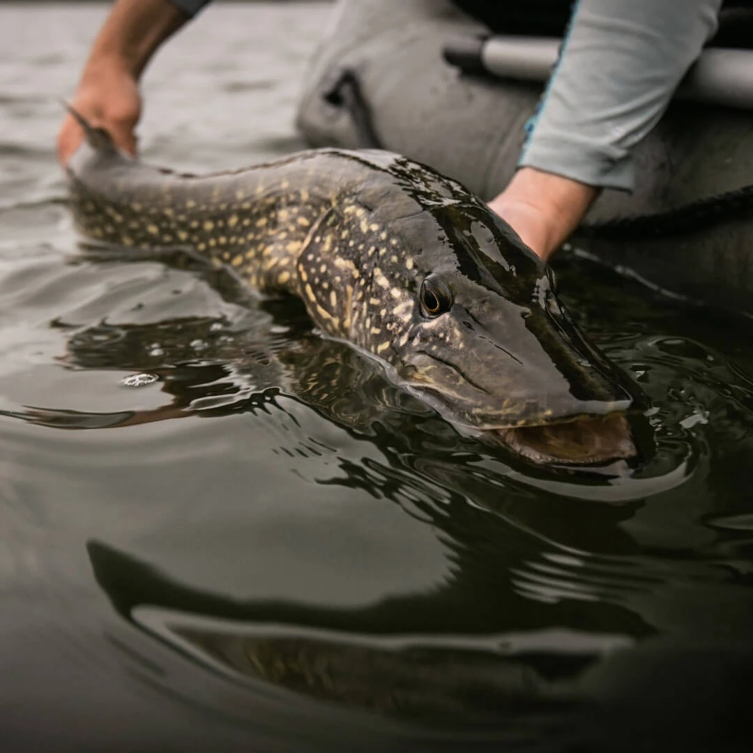 Pike Fishing - Consider this for catching pike! - Catch A Guide