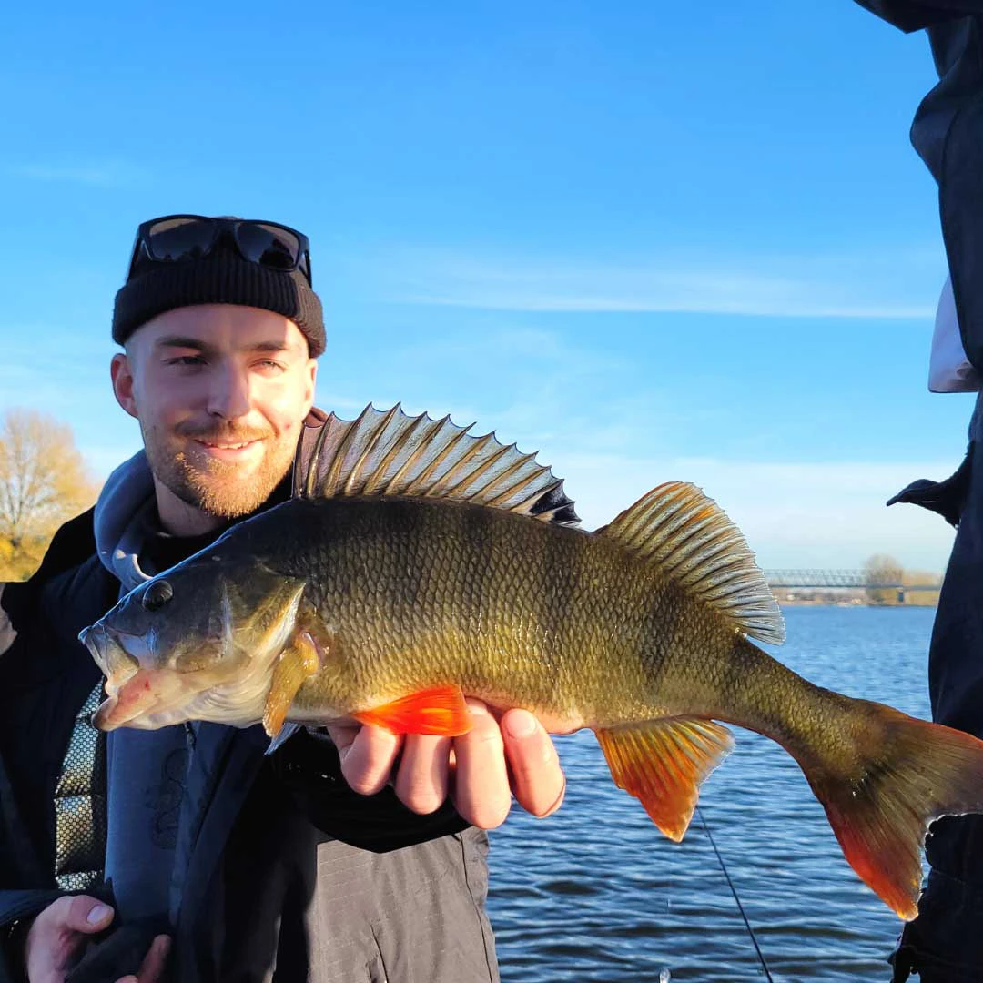 Perch Guiding - Guided fishing tours for perch - Catch A Guide
